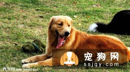 金毛犬吃什么牌子的狗粮健康？