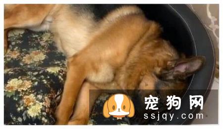 狗狗会哭吗，狗狗老是流眼泪怎么回事