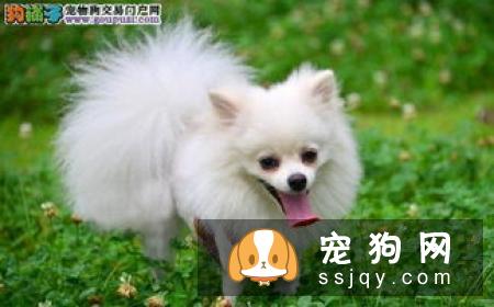 银狐犬和萨摩耶的区别有哪些？