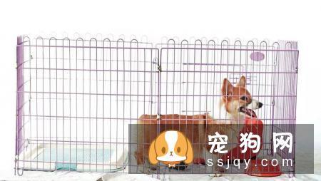 最基础又最实用的训练：狗定点排便