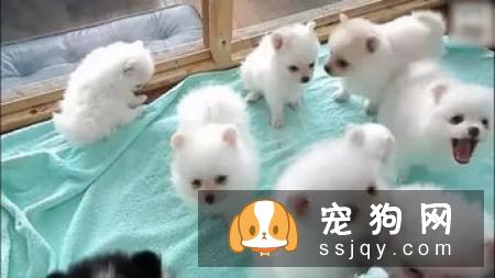 博美犬不能吃什么,博美犬可以吃什么,怎么喂？