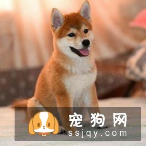 【昆明犬】昆明犬多少钱一只_昆明犬品种特征