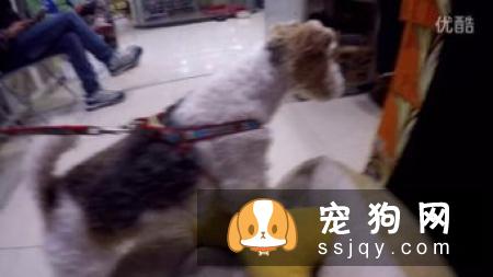 刚毛猎狐梗好养吗_如何训练|图片