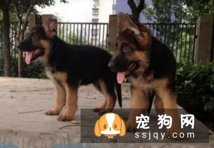 冠毛犬的饲养方法及训练方式_多少钱|图片