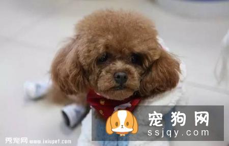 狗狗正常小便的颜色是淡黄色,如果很黄的话,说明狗狗最近有些上火了