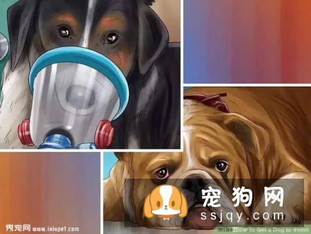 狗狗吞食毒物后如何催吐急救？