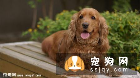 可卡犬智商高吗,好不好养_图片|价格|训练