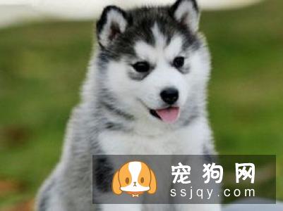 猎犬排名之德国牧羊犬的介绍与其饲养办法
