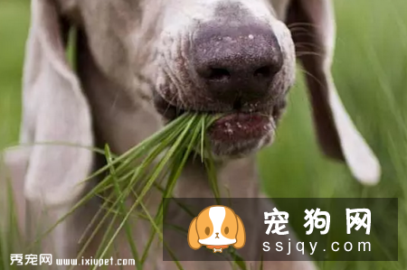 狗狗异食癖是什么原因导致的，应该如何防治？