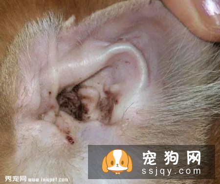 狗狗为什么刚洗好澡又有臭味了呢?