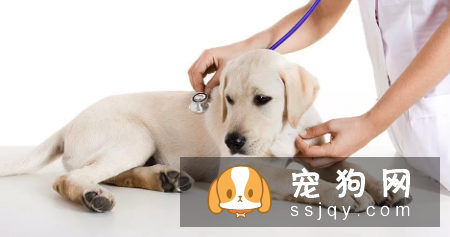 狗狗为什么吐黄水? 教你这样解决!