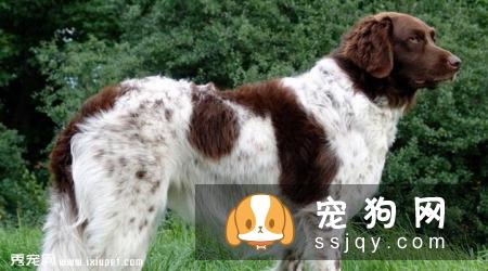 斯塔比荷猎犬多少钱一只,好养吗_图片|训练