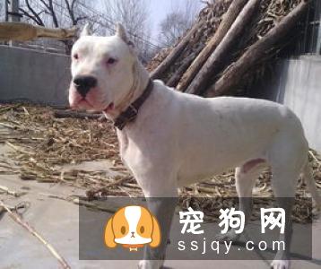 马士提夫犬多少钱一只，好不好训练？