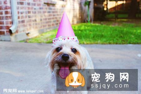 从狗狗尿液颜色看狗狗水喝的够不够！