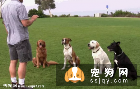 狗狗在多大的时候接受训练最有效
