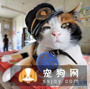 怎样让狗狗用餐时听主人的话，狗狗用餐顺序的训练方法！