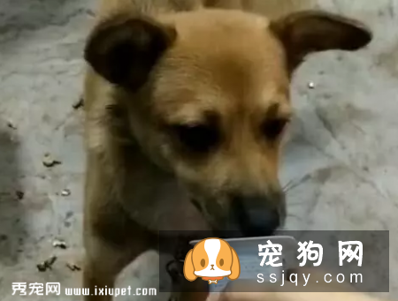 狗狗为什么刚洗好澡又有臭味了呢?