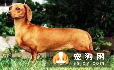 腊肠犬饲养要点有哪些？