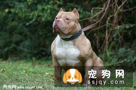 世界最凶猛的犬之美国比特犬