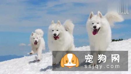 狗狗肠胃不好是否要吃肠胃宝？
