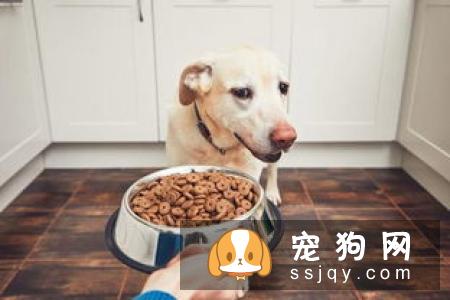 狗狗零食是把双刃剑宠物喂养多注意！
