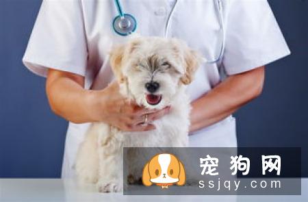 狗狗长肿瘤怎么办_狗狗长肿瘤的原因_症状_治疗方法