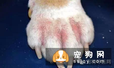 盘点狗狗皮肤病知识大全（图文解读）