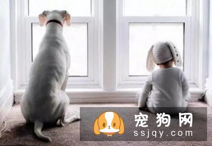 英国跳猎犬好养吗?英国跳猎犬图片|价格|训练
