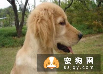 金毛和拉布拉多的区别是什么