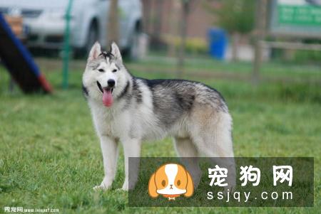 西伯利亚雪橇犬品种介绍