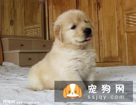 宠物狗刚到新家如何度过危险期？