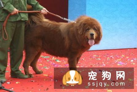 赤古藏獒性格怎么样，好养吗？赤古藏獒多少钱一只？