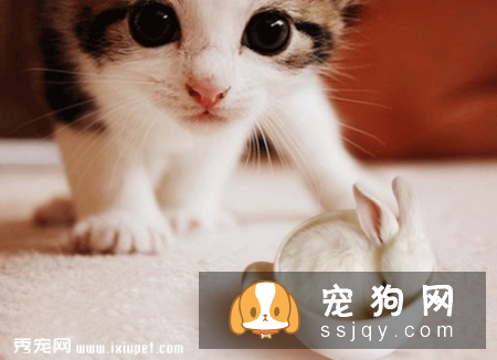 被猫狗抓咬伤 伤口处理不马虎