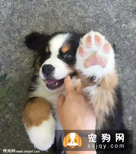 嫌麻烦！这就是我养大型犬的原因！