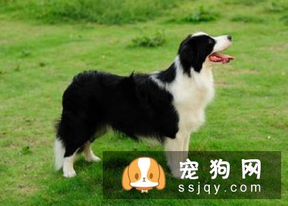 萨摩耶犬智商高不高，好养吗？萨摩耶犬价格|训练
