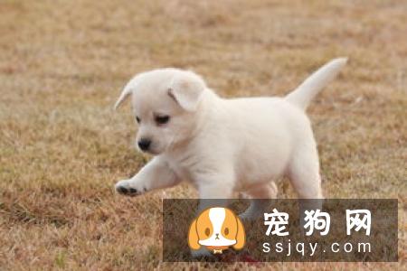 狗狗中耳炎的症状及治疗方法