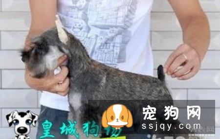 怎么选择雪纳瑞