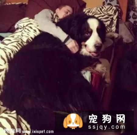 嫌麻烦！这就是我养大型犬的原因！