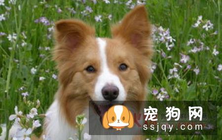 狗狗中耳炎的症状及治疗方法