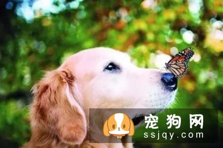 春季犬猫拒食，发春是一个重要原因！