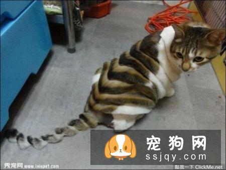 惨遭美容师毒手的11只宠物，又要被怨恨好几个月了！