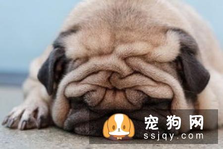 怎样喂养让宠物更健康！