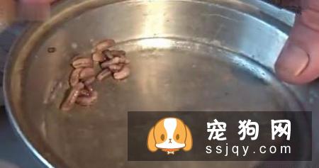 宠物狗身上伤口化脓，用这种特殊疗法你能接受吗