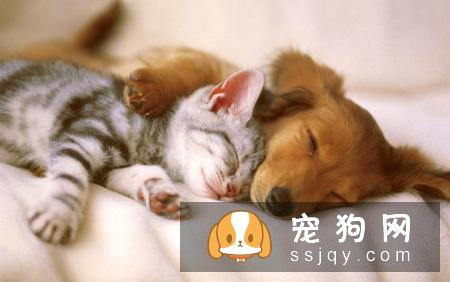 狗狗不合群不愿意和其他狗狗玩怎么办？