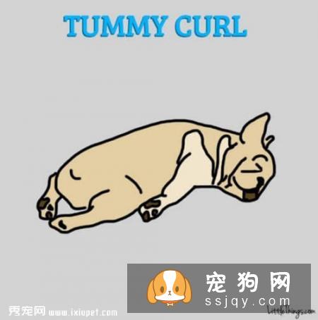 狗狗睡姿看性格，你家的狗狗又是哪种睡姿呢？