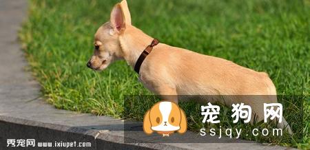 【吉娃娃】吉娃娃档案介绍及饲养知识大全