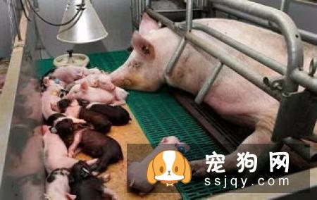 狗狗子宫内膜炎的发病原因_症状_治疗方法