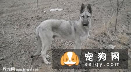 狼青犬多少钱一只_养殖技术_外形特征_图片