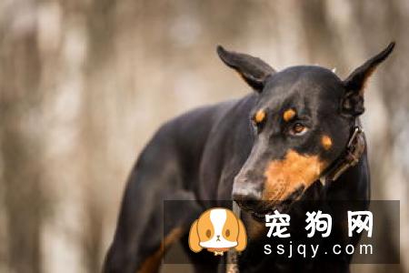 惊天兽多少钱一只,好养吗?惊天兽外形特征_图片