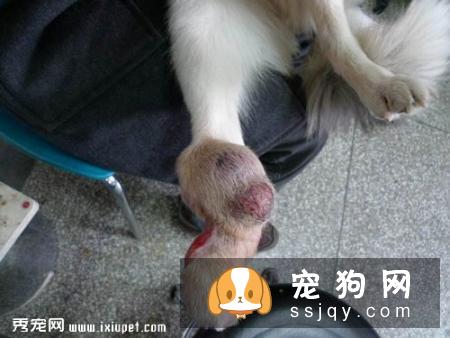 狗狗长肿瘤怎么办_狗狗长肿瘤的原因_症状_治疗方法
